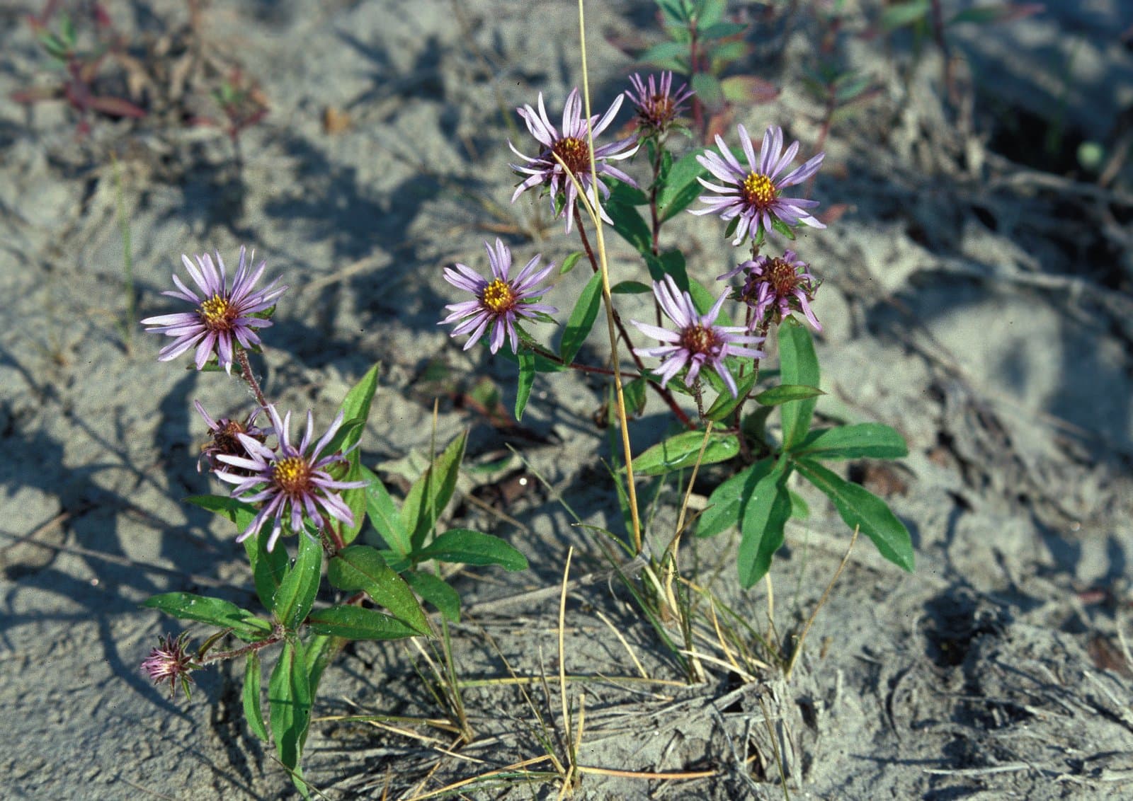 Eurybia sibirica (L.) G.L.Nesom