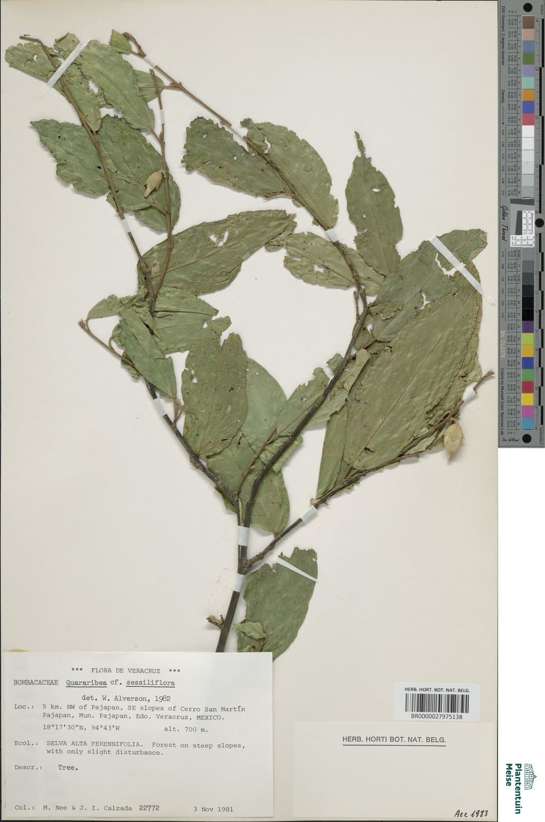 Quararibea sessiliflora Miranda