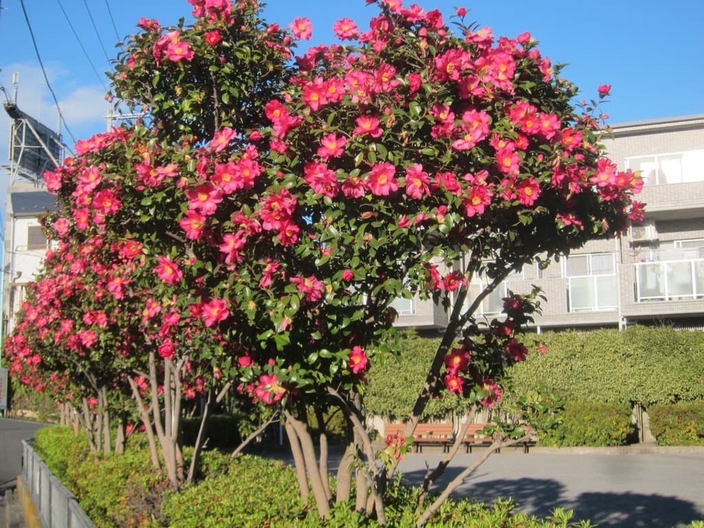 Camellia sasanqua Thunb.