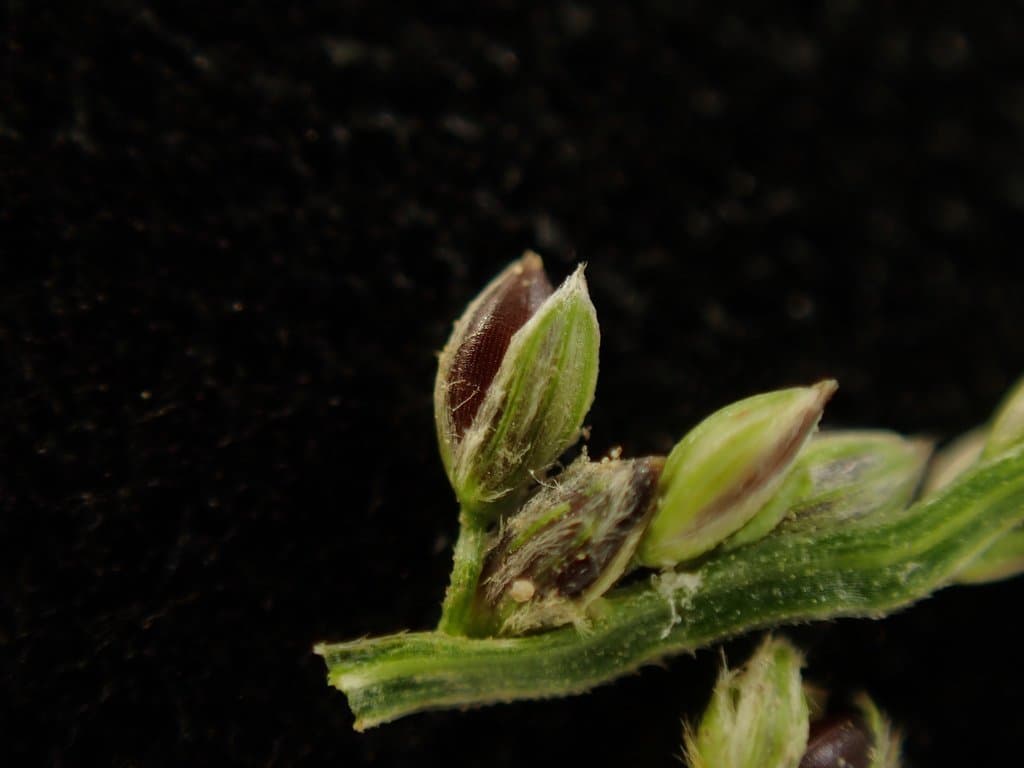 Digitaria violascens Link