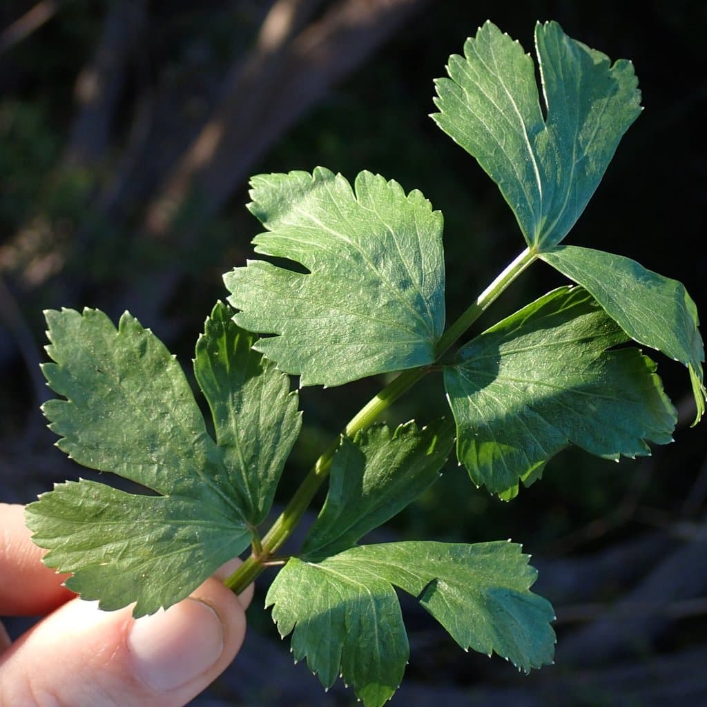 Apium graveolens L.