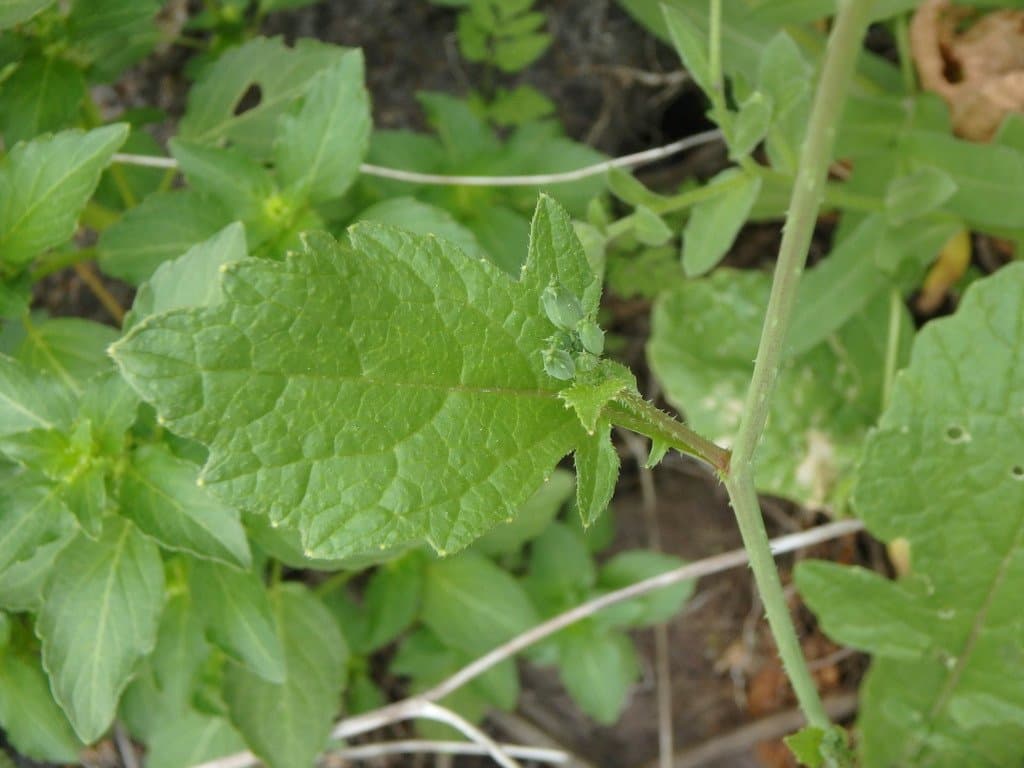 Raphanus raphanistrum L.