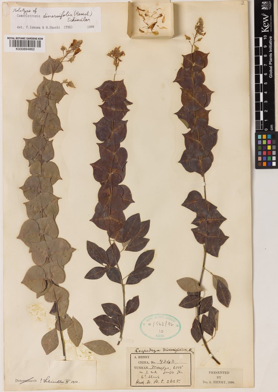 Campylotropis diversifolia (Hemsl.) Schindl.