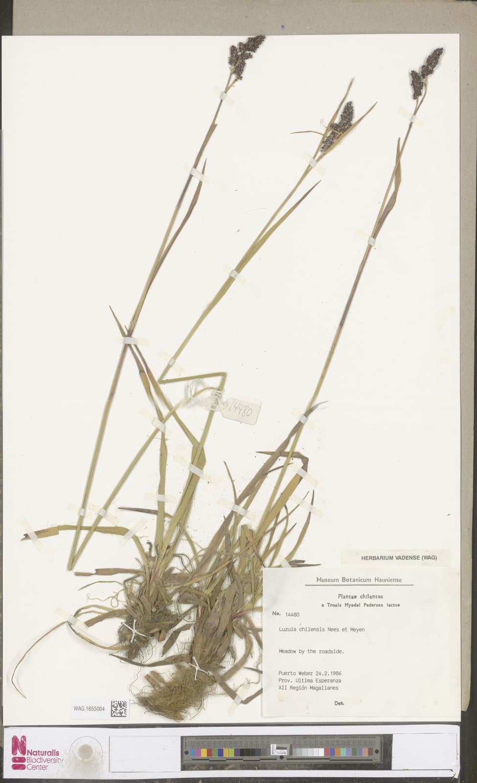 Luzula chilensis Nees & Meyen
