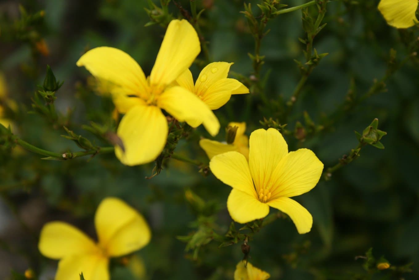 Linum flavum L.