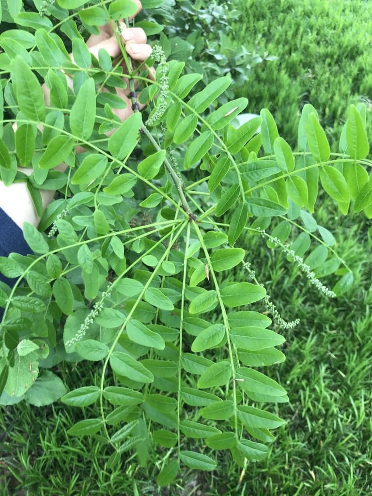 Gleditsia japonica Miq.
