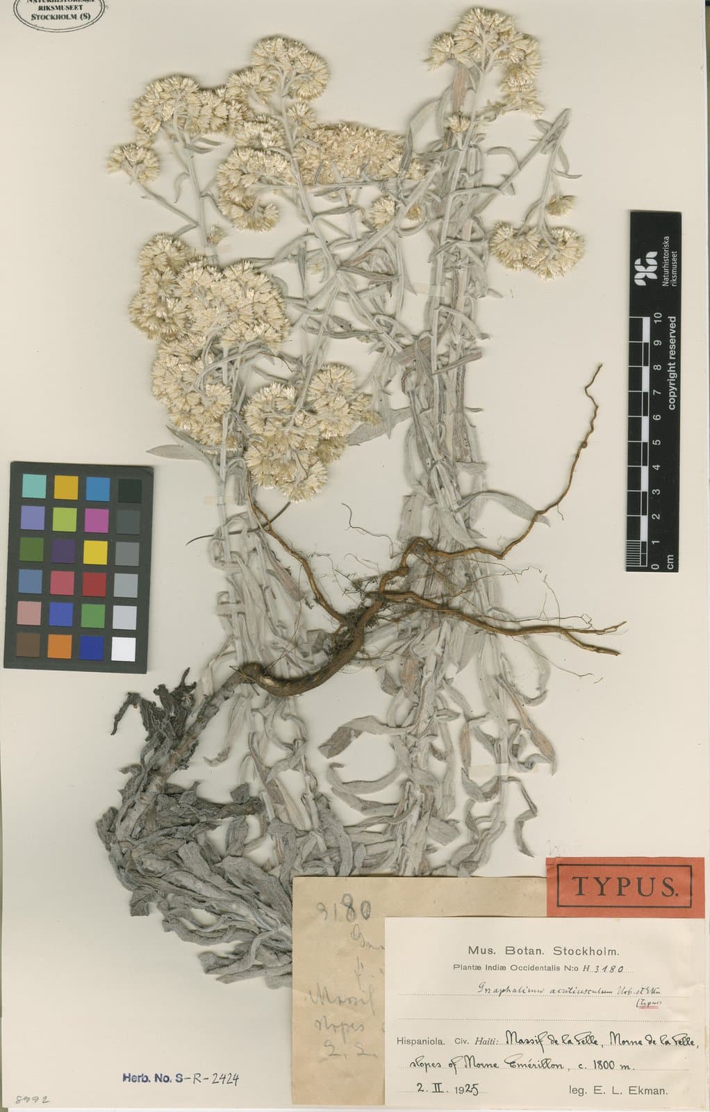 Pseudognaphalium acutiusculum (Urb. & Ekman) Anderb.