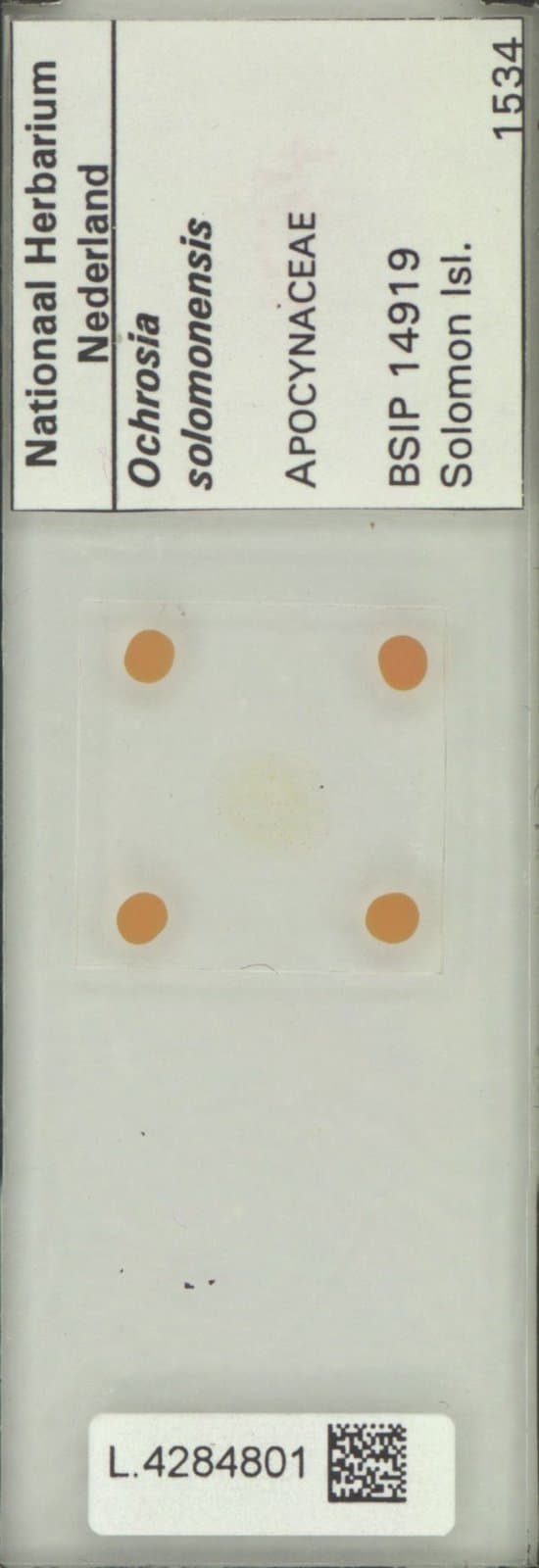 Ochrosia solomonensis (Merr. & L.M.Perry) Fosberg & Boiteau