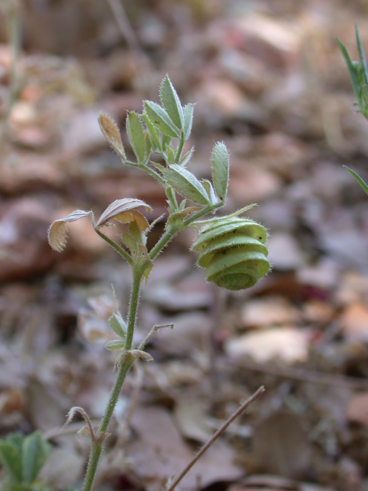 Medicago scutellata (L.) Mill.