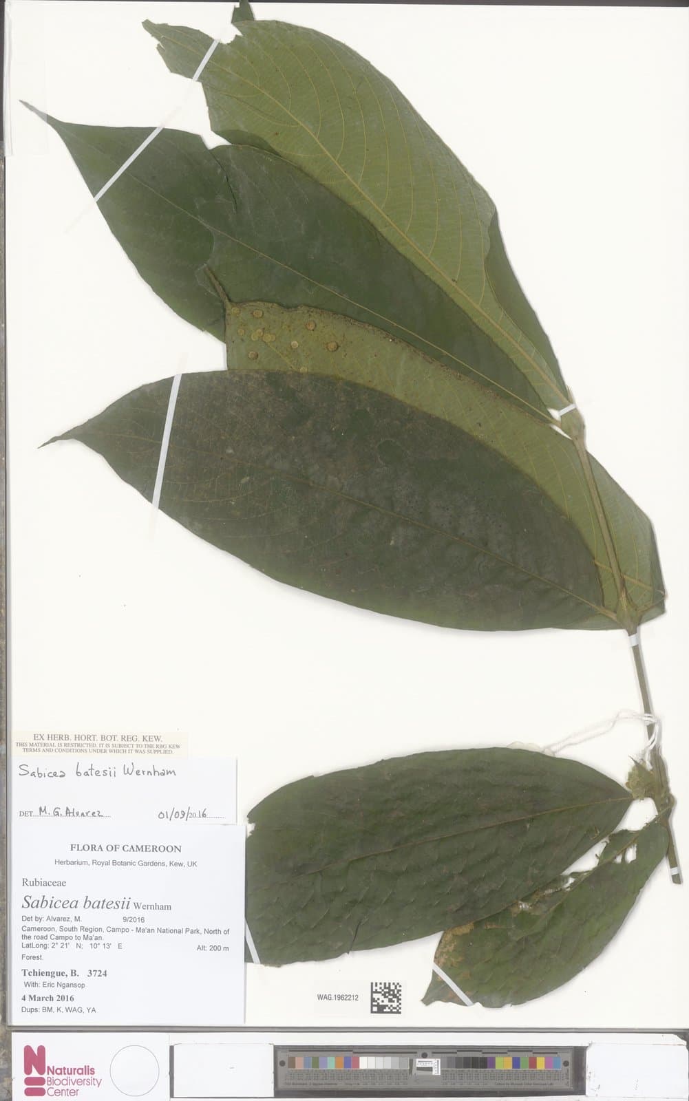 Sabicea batesii Wernham