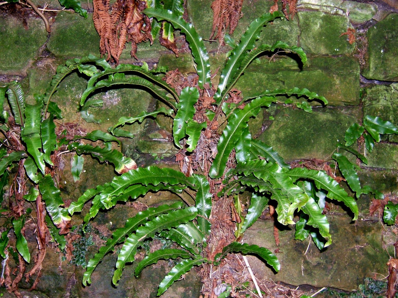 Asplenium scolopendrium L.