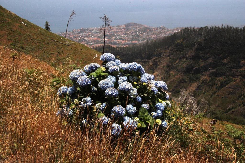 Hydrangea macrophylla (Thunb.) Ser.