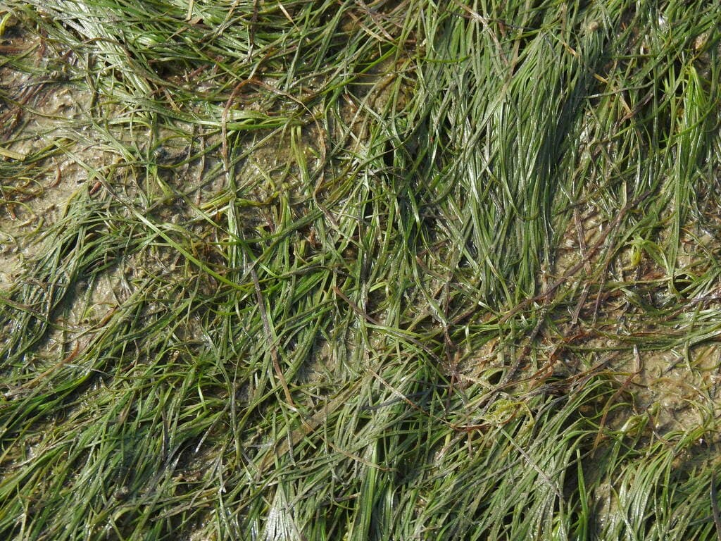 Zostera noltii Hornem.