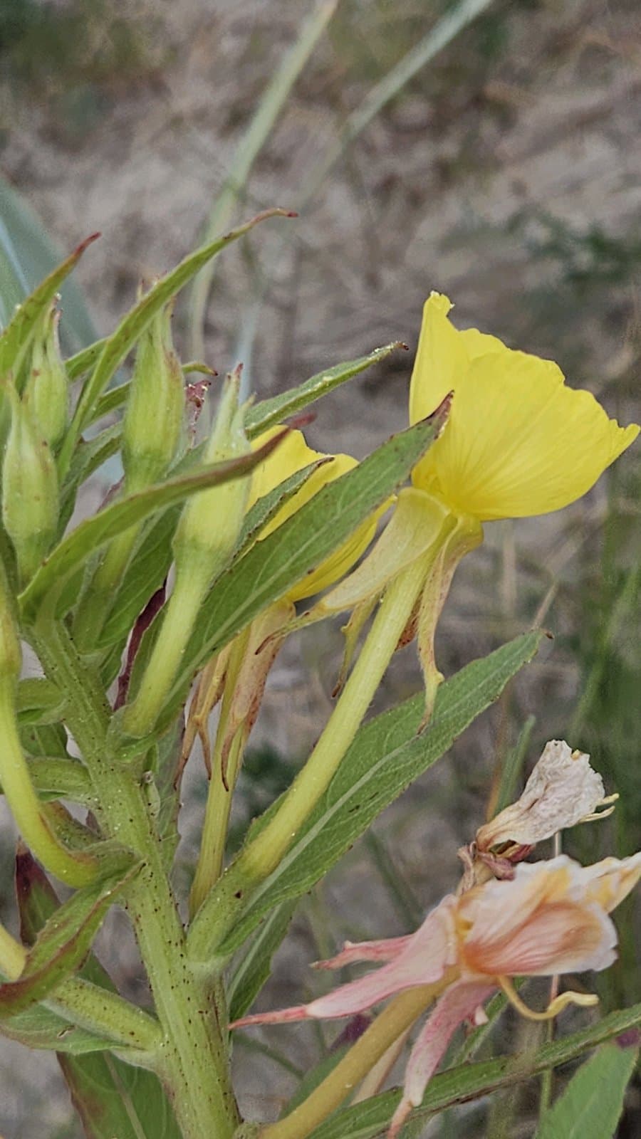 Oenothera ×ammophila Focke