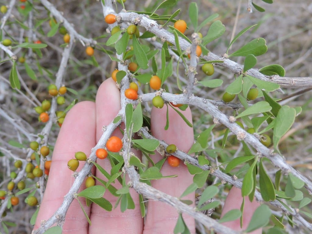Schaefferia cuneifolia A.Gray