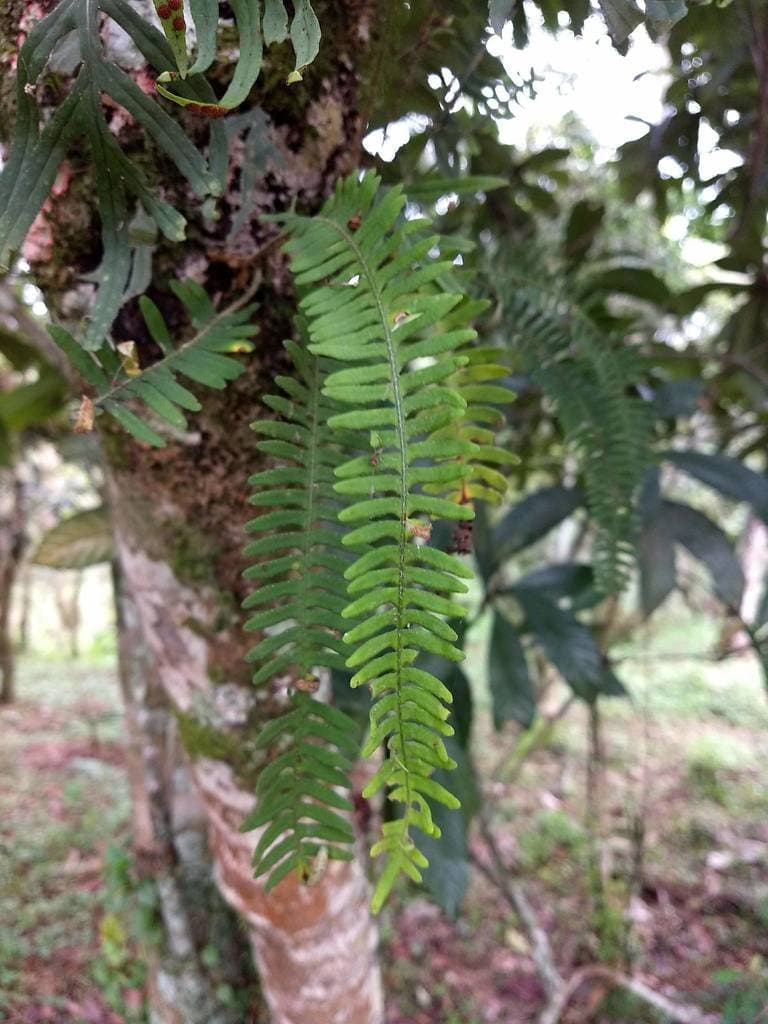 Pleopeltis furfuracea (Schltdl. & Cham.) A.R.Sm. & Tejero
