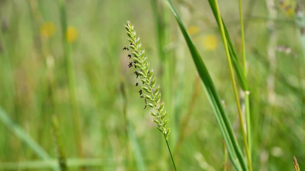 Cynosurus cristatus L.