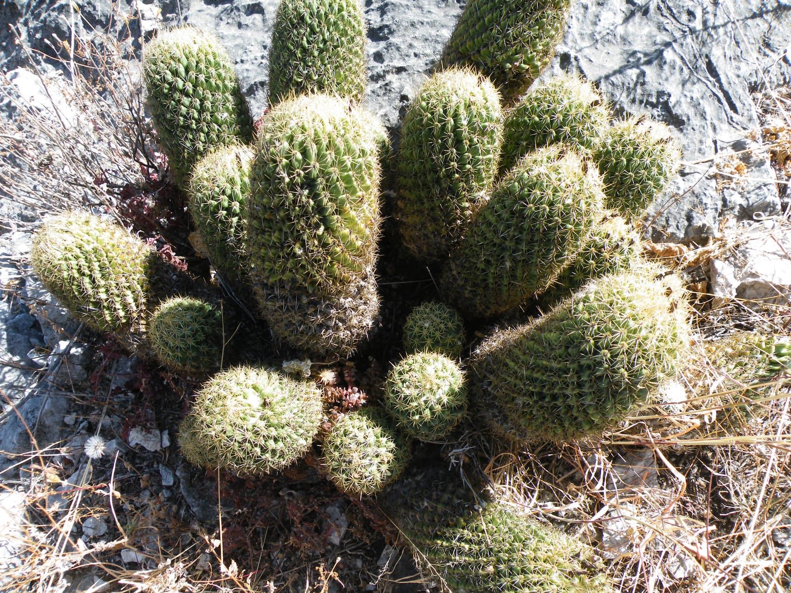 Coryphantha glassii Dicht & A.Lüthy