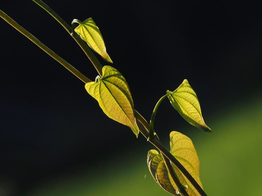 Dioscorea bulbifera L.