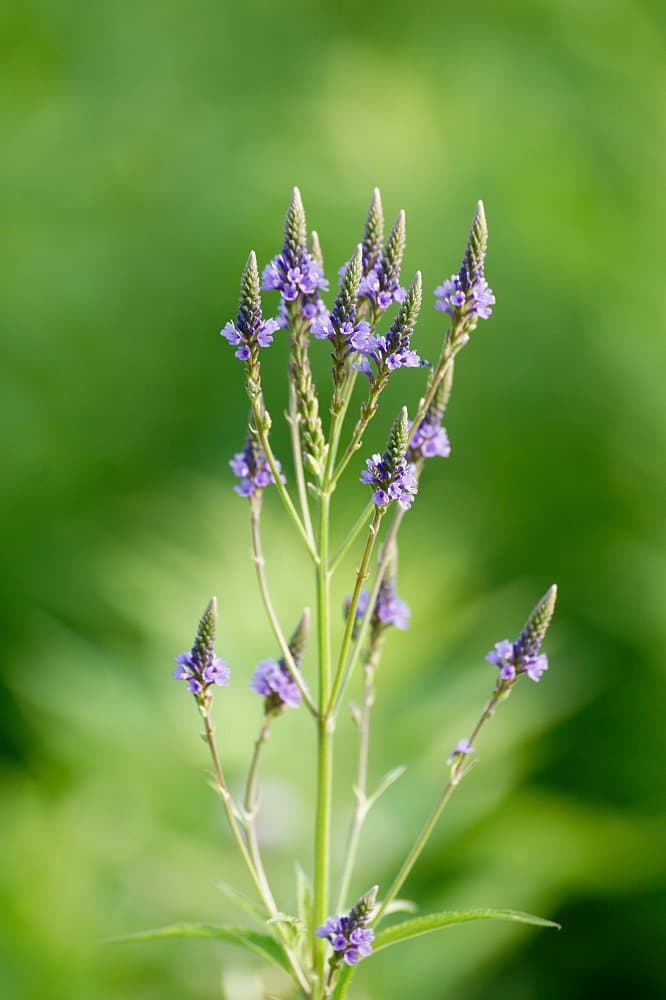 Verbena hastata L.
