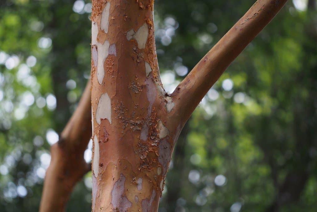 Stewartia monadelpha Siebold & Zucc.