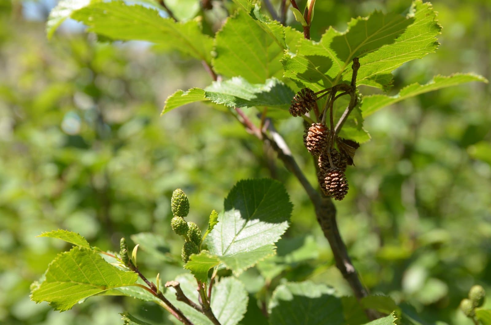 Alnus alnobetula (Ehrh.) K.Koch