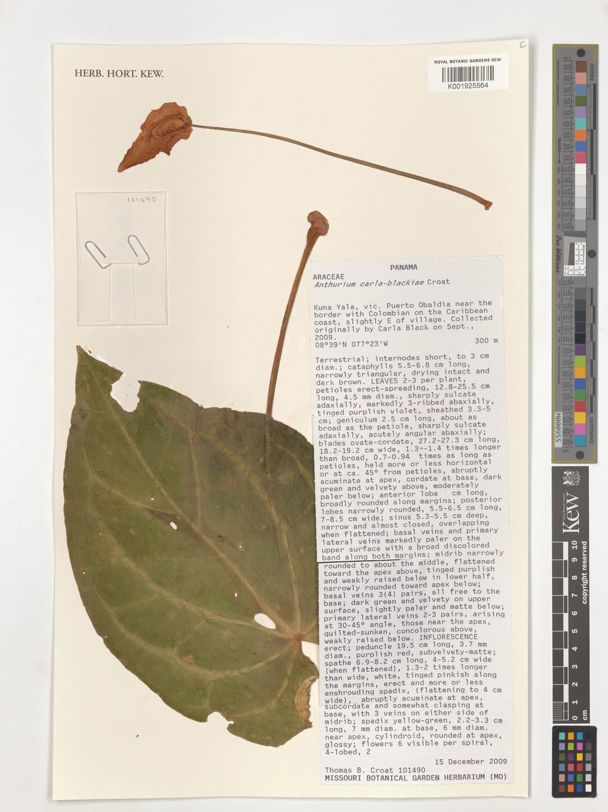 Anthurium carlablackiae Croat & O.Ortiz