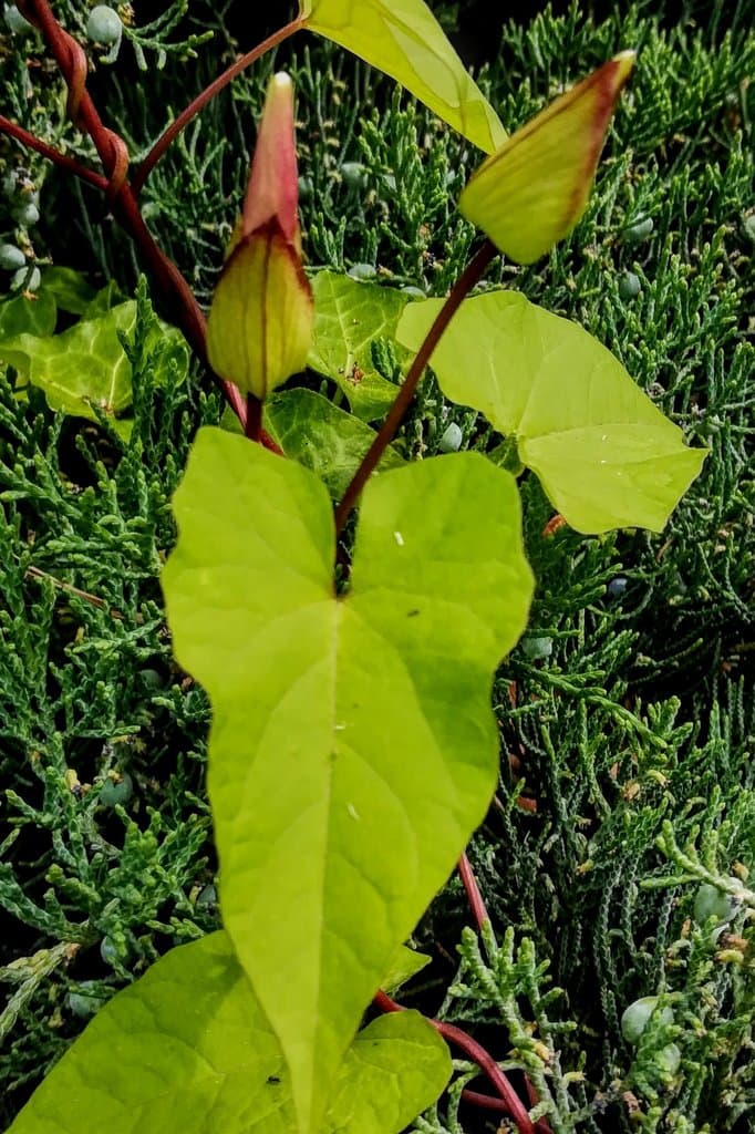 Calystegia silvatica (Kit.) Griseb.