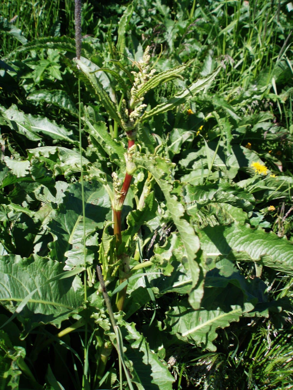 Rumex longifolius DC.