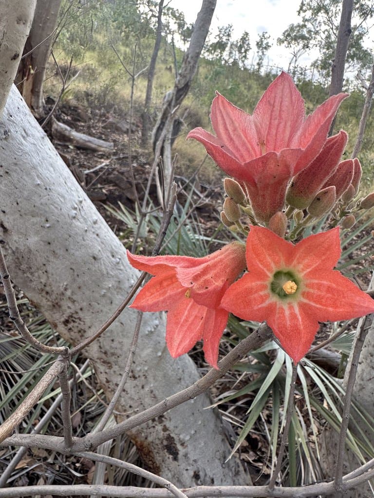 Brachychiton spectabilis Guymer