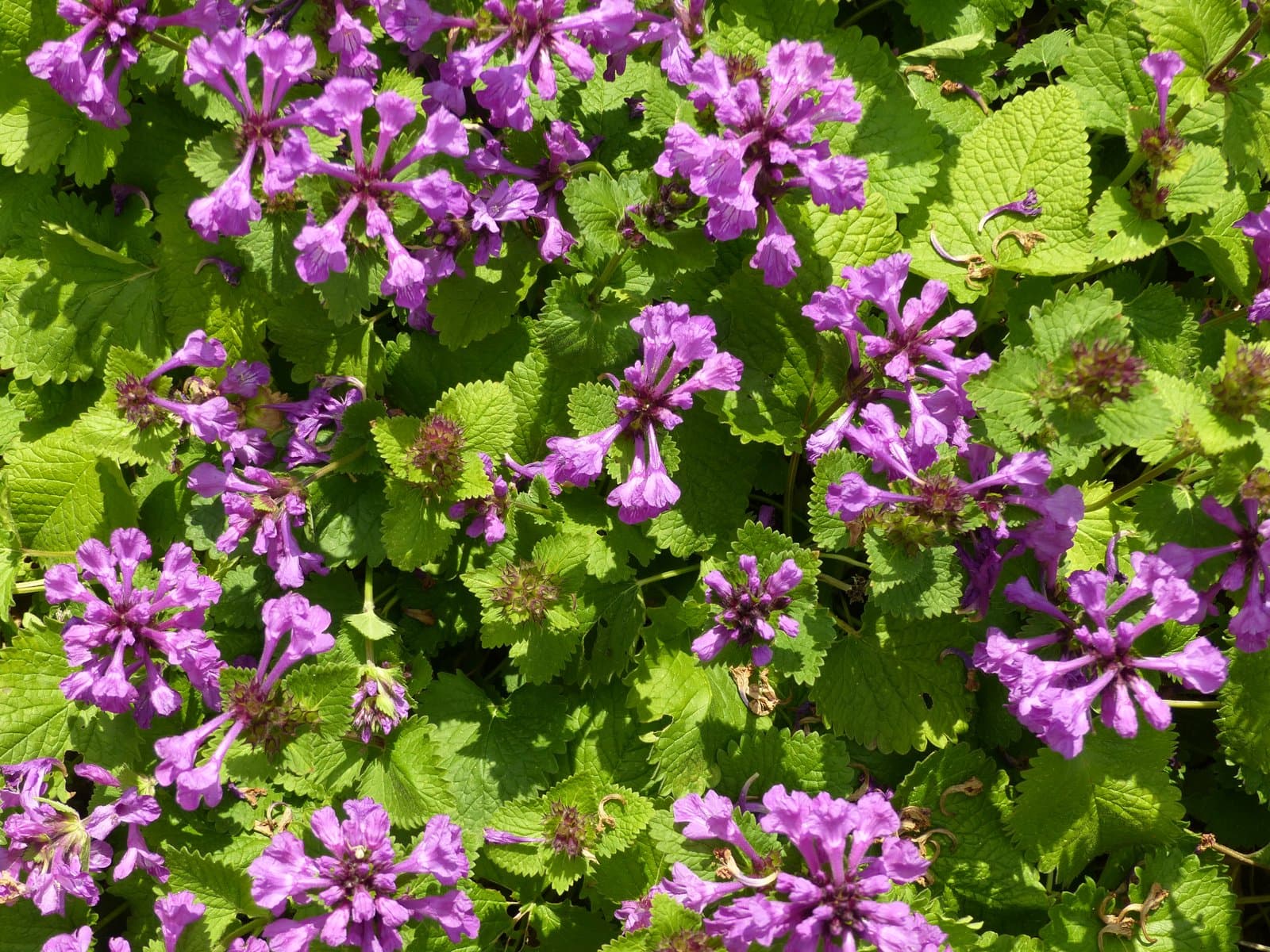 Betonica macrantha K.Koch