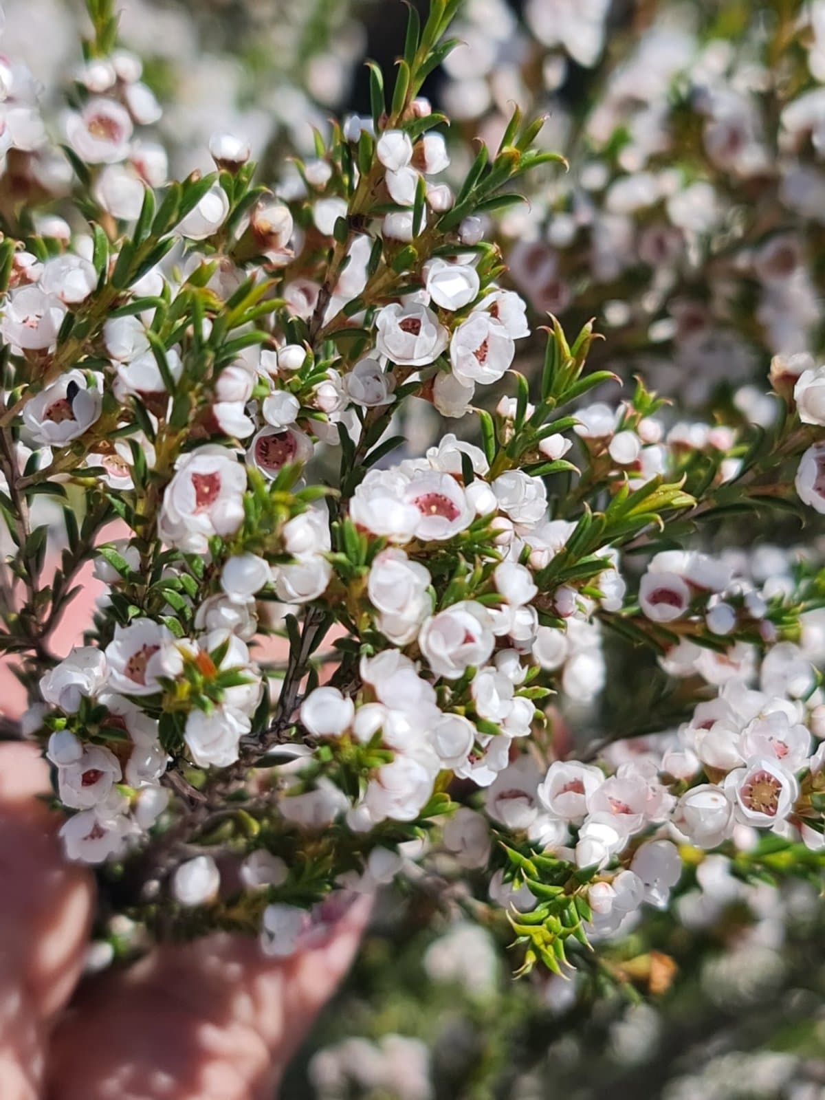 Thryptomene australis Endl.