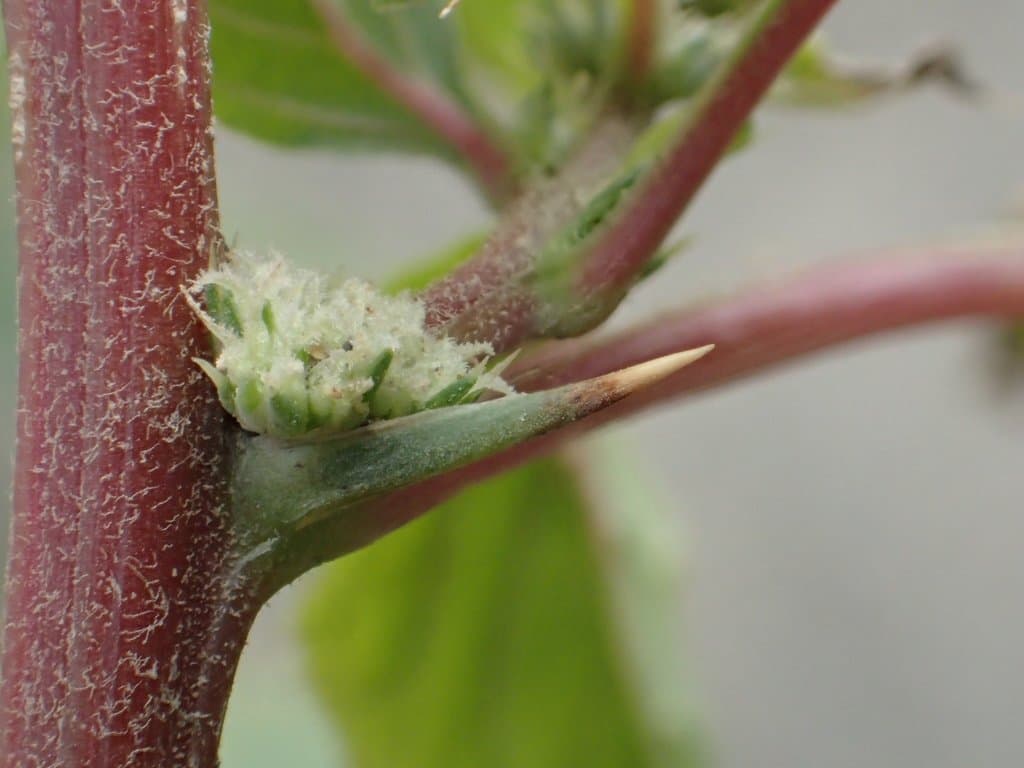 Amaranthus spinosus L.