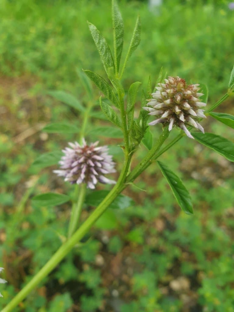 Glycyrrhiza echinata L.