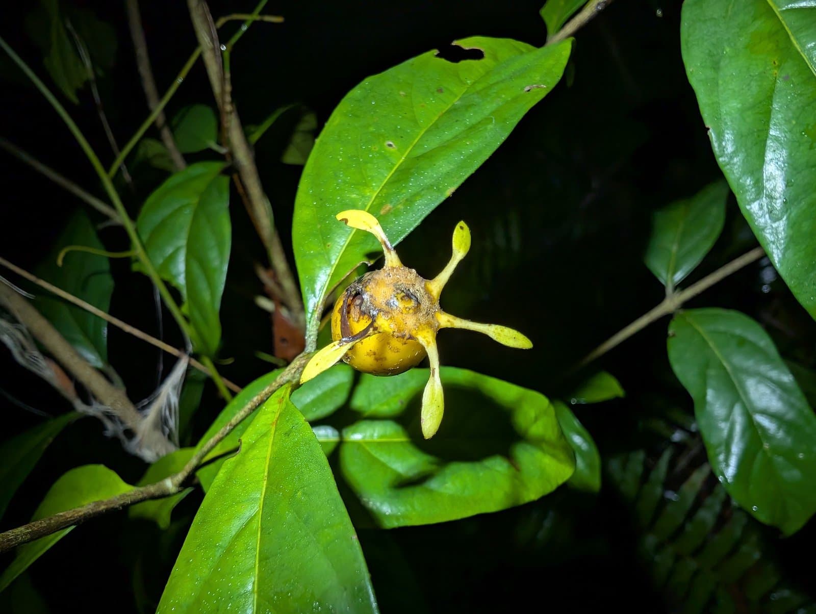 Heinsia crinita (Wennberg) G.Taylor