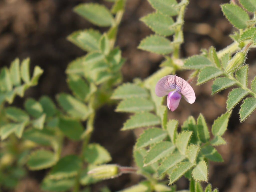Cicer arietinum L.