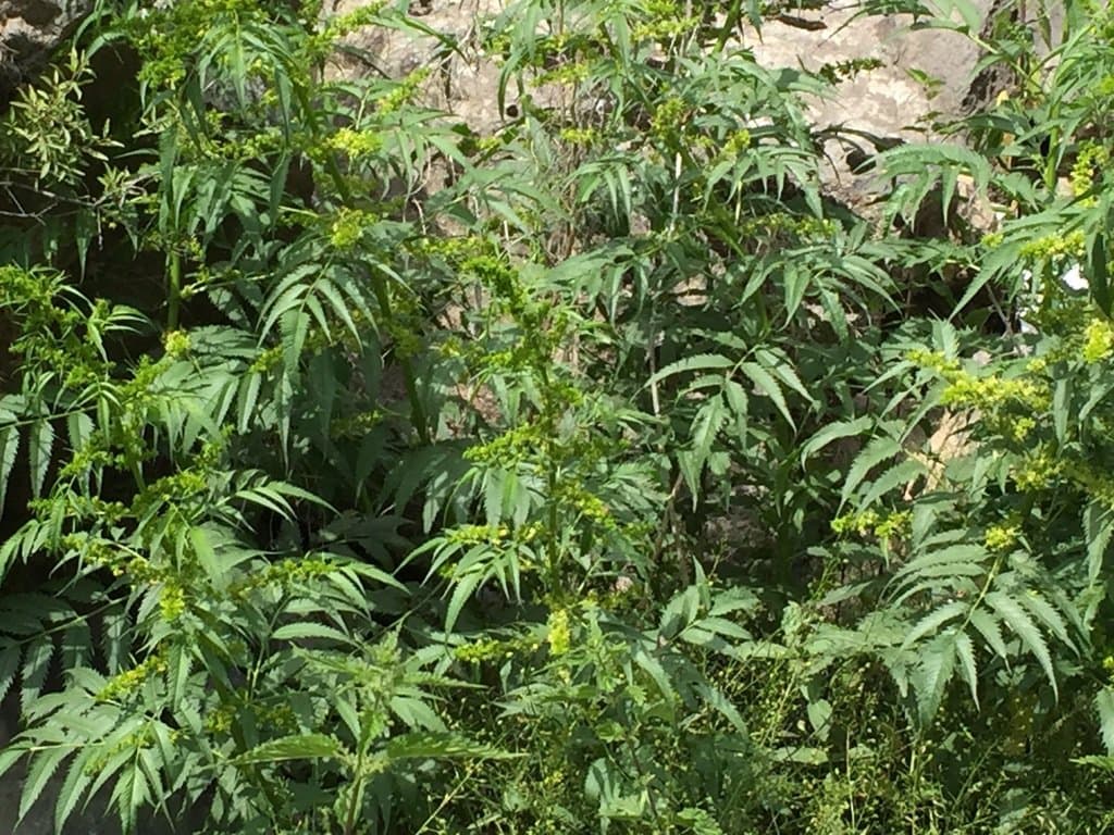 Datisca cannabina L.