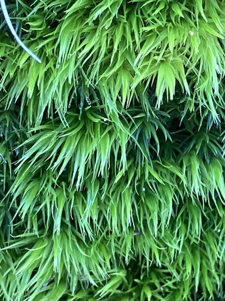 Dicranum scoparium Hedw.