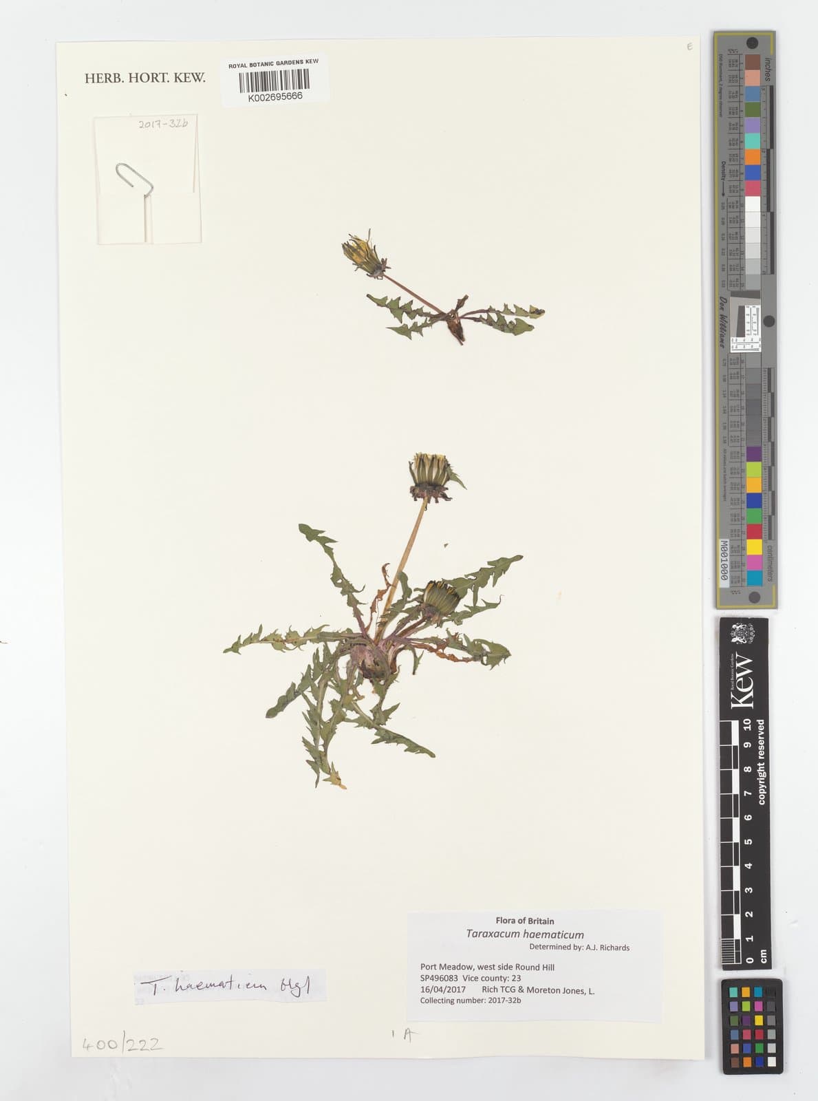 Taraxacum haematicum G.E.Haglund ex H.Øllg. & H.Wittzell