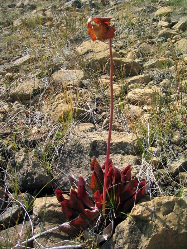 Sarracenia purpurea L.