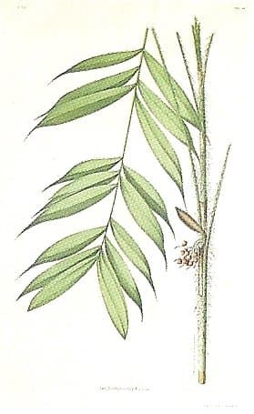 Bactris cuspidata Mart.