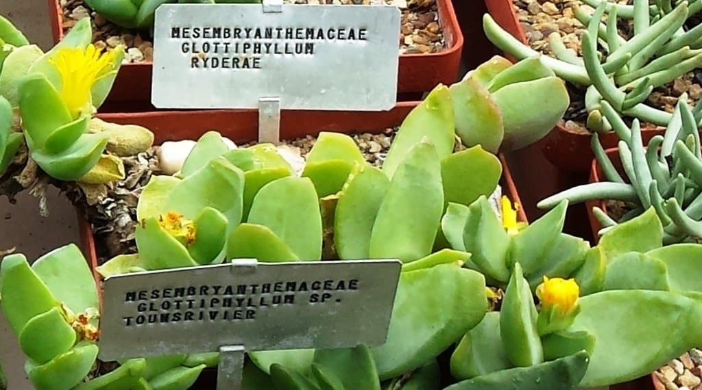 Glottiphyllum linguiforme (L.) N.E.Br.