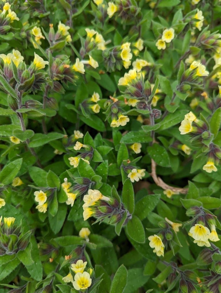Nonea lutea (Desr.) DC.