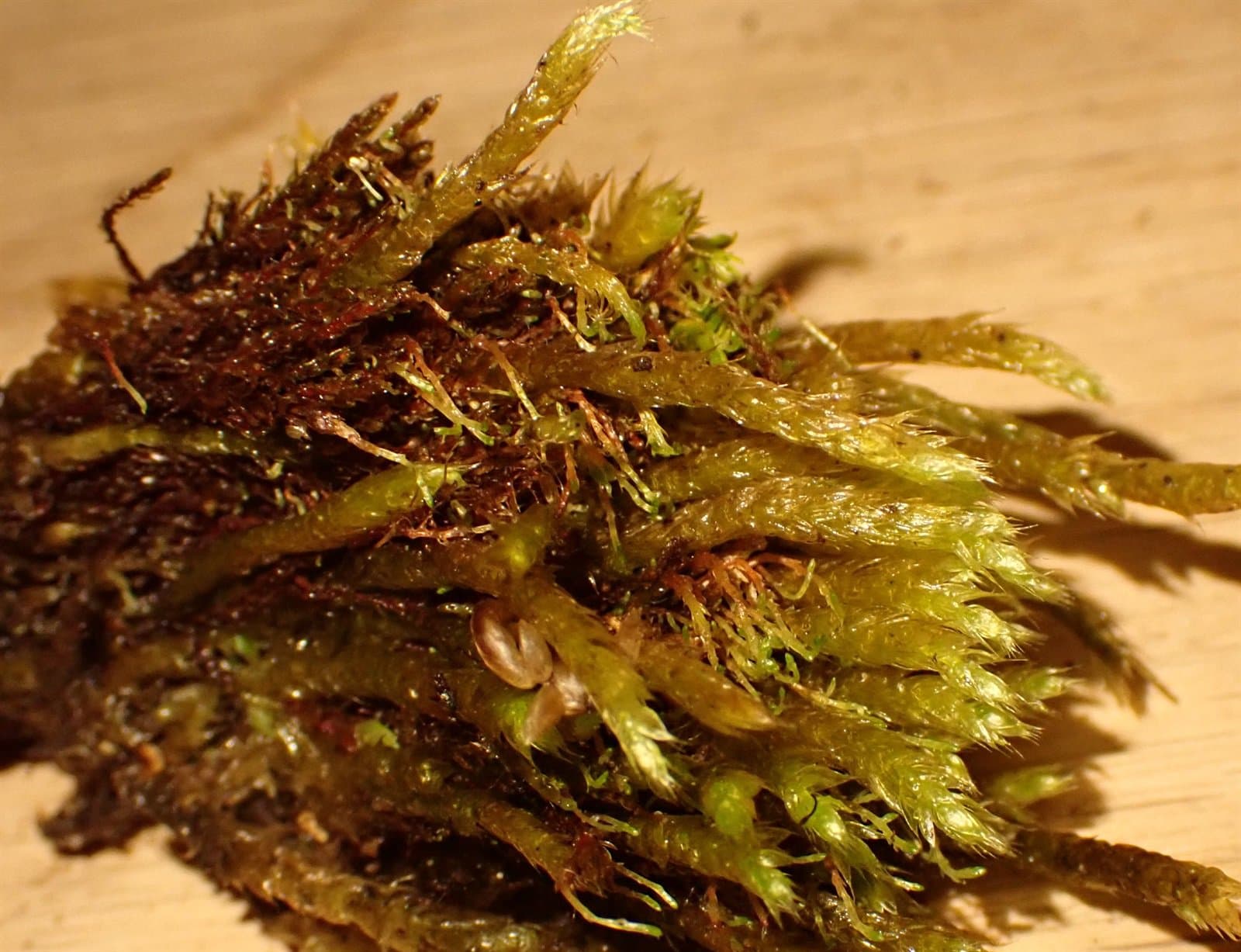 Brachythecium tauriscorum Molendo & Lorentz
