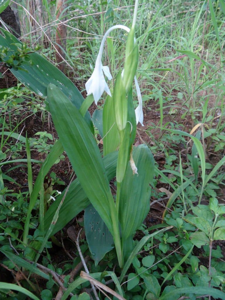 Savannosiphon euryphylla (Harms) Goldblatt & Marais