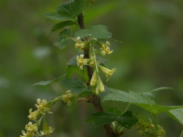 Ribes americanum Mill.