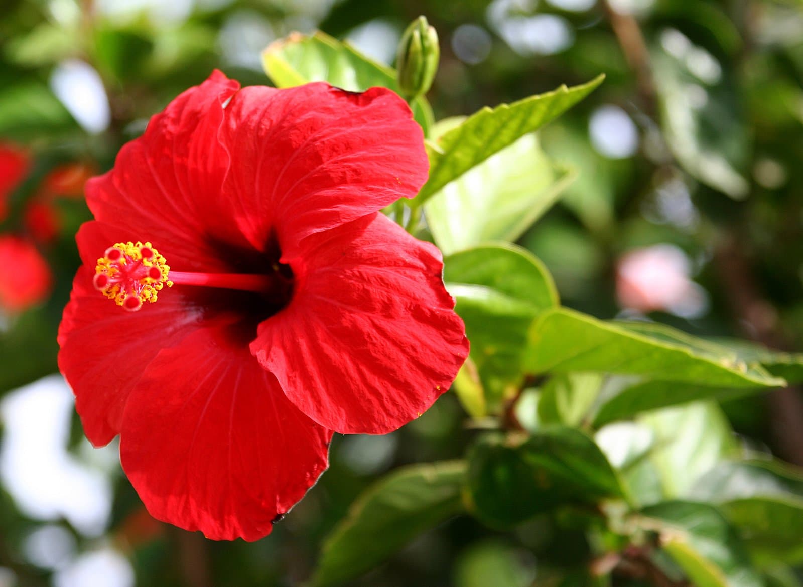 Hibiscus rosa-sinensis L.