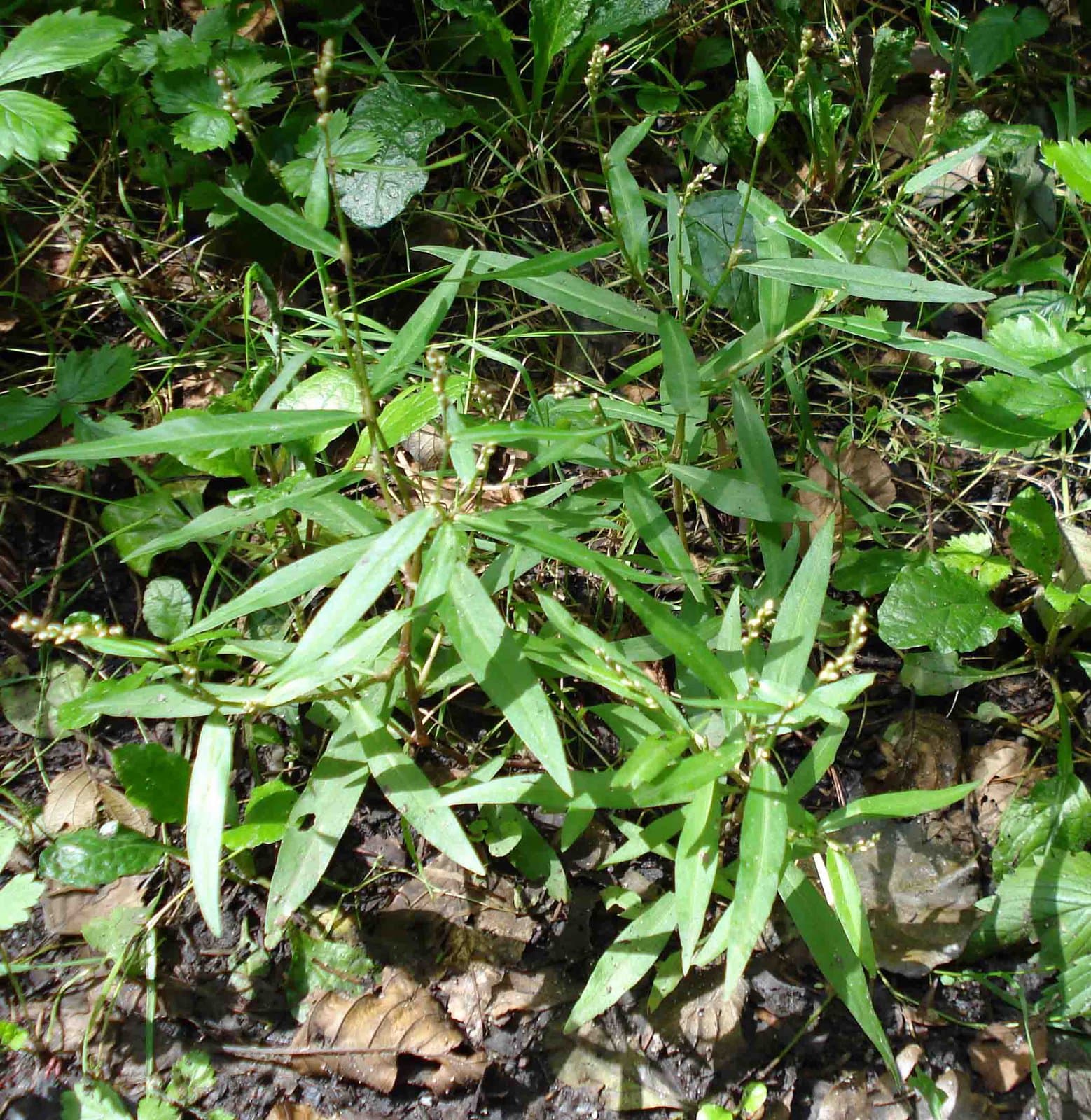 Persicaria minor (Huds.) Opiz