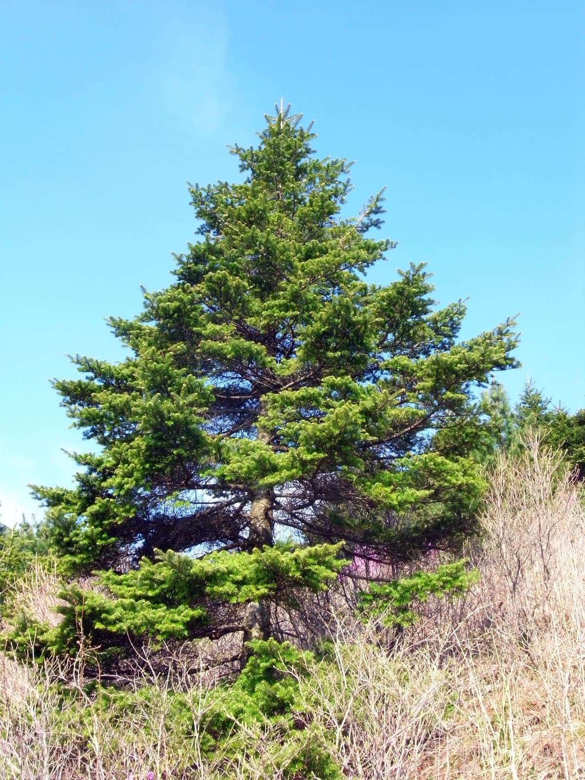 Abies koreana E.H.Wilson