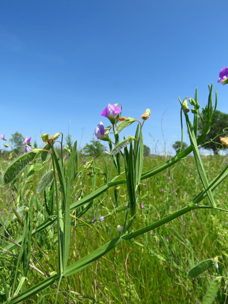 Lathyrus hirsutus L.